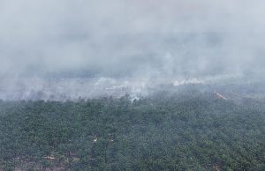 Ladang sawit 60 hektar terbakar di Rompin