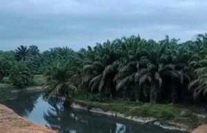 Sungai Bahai bertukar warna, berbau busuk dan berminyak akibat pencemaran kilang