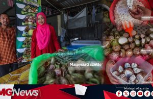 10,000 Kelongsong Lemang Periuk Kera! Permintaan Lemang Tokwan Umar Semakin ‘Keras’