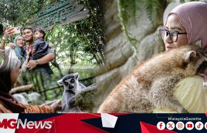 Pengalaman Memeluk Raccoon Jadi Tarikan Utama Di Farm In City