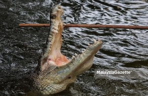 Kanak-kanak 5 tahun hilang disambar buaya di Lahad Datu