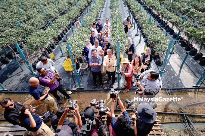 MGF17042026_LAWATAN LADANG CILI-10