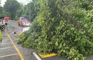 Pokok tumbang: Kerajaan, JKR diarah bayar lebih RM750,000 kepada dua beranak