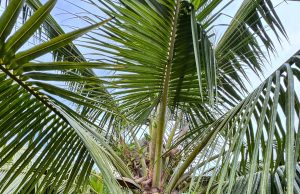 IWK organic fertiliser: An alternative for smallholders IWK organic fertiliser agriculture sewage sludge