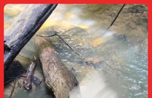 Mayat Ditemukan Di Sungai Dekat Kampung Pulai Disyaki Dibunuh #MGFlash