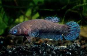 UTHM–SEA LIFE berjaya biak, lepas ikan pelaga hampir pupus terbesar dunia