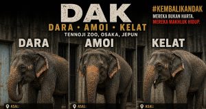 Dara, Amoi dan Kelat