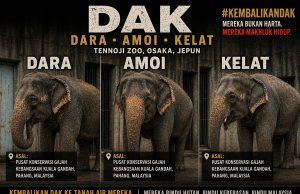 Dara, Amoi dan Kelat