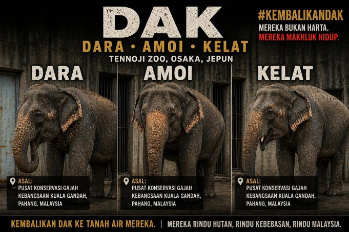 Dara, Amoi dan Kelat