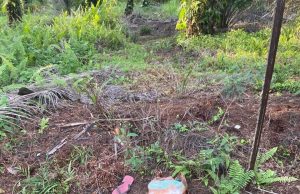 Warga emas hilang di kebun sawit semasa ke Kampung Sri Bunian