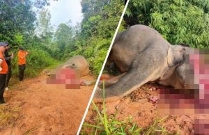 Gajah Pygmy Borneo dipenggal bukti ancaman pemburu haram serius