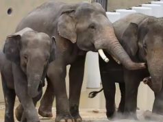 DAK: Laksana pemeriksaan mandatori, hantar pasukan veterinar segera – Choo Seong