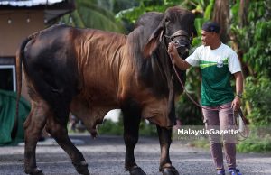 Lembu Sado RM40,000 #RayaKorban