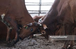 Bekalan ternakan untuk Aidiladha mencukupi – Mat Sabu