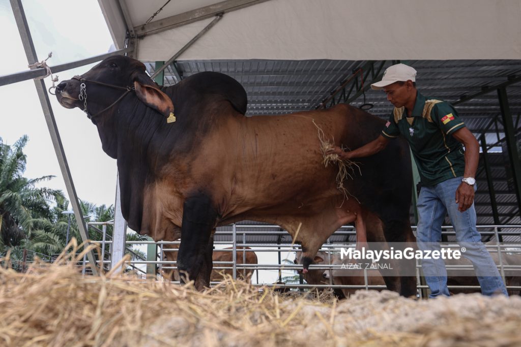 Pengarah syarikat ladang ternakan Tayyib Ranch San Bhd, Mohd Sakhedan Sidek menunjukkan Lembu sado pada Karnival Qurban 2026 di Kg Sungai Kelambu Banting, Selangor. Foto AIZAT ZAINAL, 22 MEI 2026.