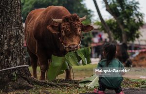 Lembu Korban #HariRayaAidiladha