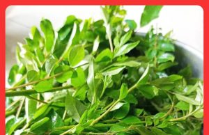 Daun Kari Sepatutnya RM1 Sekilogram, Bukan RM18 – CAP #MGFlash