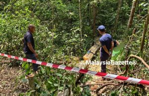 Tebang pokok Gaharu secara haram, warga Kemboja diberkas