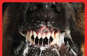 Warga Emas Maut Akibat Rabies Selepas Digigit Anak Anjing #MGFlash