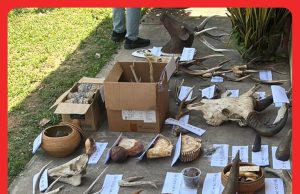 Bekas Renjer Hutan Kumpul Koleksi Haram Hidupan Liar Bernilai RM550,000 #MGFlash