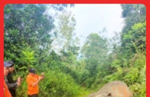 Gajah Pygmy Borneo Dibunuh Dengan Kejam #MGFlash