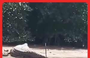 Buaya Sg. Linggi Menyerang, Warga Emas Cedera Ketika Jala Udang #MGFlash