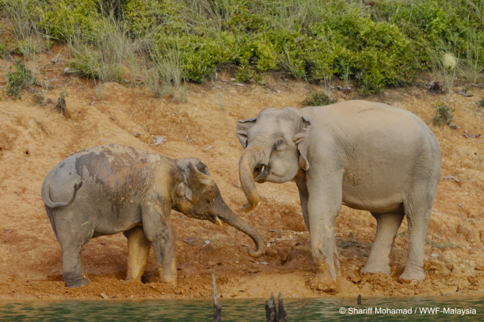 gajah-wwf