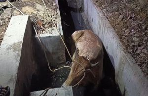 Bomba Melaka bantu selamatkan lembu korban terjatuh longkang