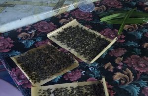 Gangguan lalat jejas peniaga kedai makan di Chenor