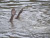 Dua remaja lelaki ditemukan lemas di Keningau