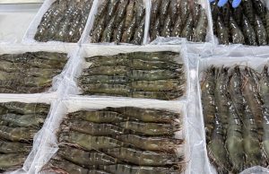 Laporan cuaca bulanan tidak lagi relevan untuk industri penternakan udang