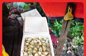 Sarang Proses Air Ketum Di Paya Bakau Digempur #MGFlash