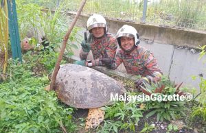 Penyu tersesat dalam longkang diselamatkan bomba