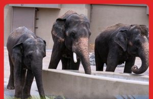 Isu Gajah DAK: NRES Beri Kerjasama Siasatan SPRM #MGFlash