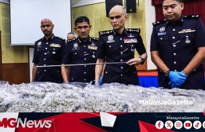 Tiga Sindiket Berskala Besar Tumpas, 171.6kg Bunga Ganja Bernilai RM13.73 Juta Dirampas