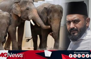 PJPNM Buat Laporan SPRM, Tuntut Ketelusan Perjanjian Penghantaran Tiga Gajah Taiping Ke Zoo Jepun