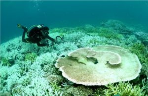 Usaha pemuliharaan karang berterusan demi generasi akan datang