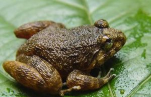 CAP gesa lindungi populasi katak demi kelestarian ekosistem