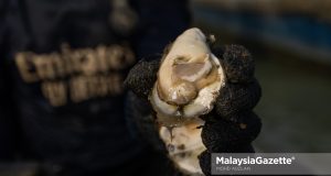 tiram putih muar