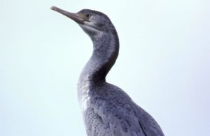 Varian baharu H5N1 boleh jadi endemik di New Zealand