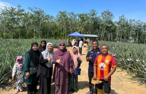 Tanaman nanas M2 Kampung Bikan, Kulim hasil 50 tan pengeluaran