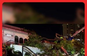 Pokok 150 Tahun Tumbang: Puas Kami Buat Aduan Kepada MBPP – Penduduk #MGFlash