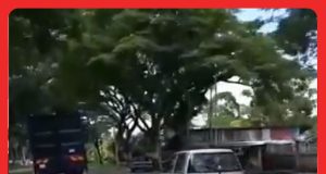 pemandu kancil terhuyung hayang berbahaya