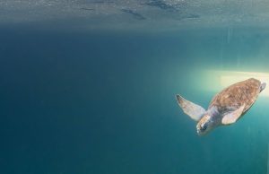 Penyu Agar dipasang penjejak satelit masih berada di Cherating