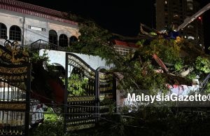 Pokok 150 tahun tumbang: Jika kami di laman rumah, mungkin kehilangan nyawa