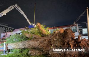 Pokok 150 tahun tumbang, bomba selamatkan warga emas terperangkap