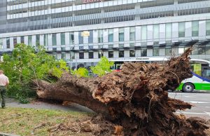 Pokok tua berisiko, jangan tunggu tumbang baru bertindak – MCCC