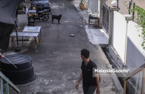 Our stray animal policy keeps paying to chase, not prevent