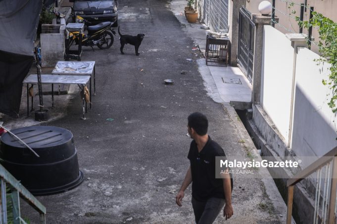 TINJAUAN ANJING LIAR