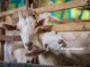Kambing ternakan baka Saanen di ladang milik U Kambing Enterprise, Madzarul Yusuf Ahmad, 34, ketika tinjauan lensa Malaysia Gazette (MG) Perak di Kawasan Perindustrian Pusat Seramik, Chemor, Ipoh. Foto ANIQ NABILAFIQ ANUAR, 14 FEBRUARI 2026.